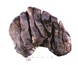 Liver specimen captured with Model 702 system